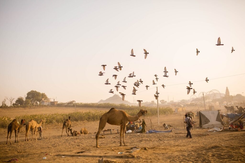 Golden Triangle Tour With Pushkar City – 7 Days